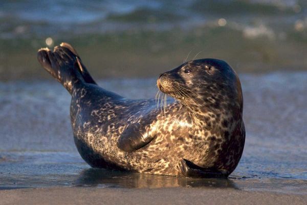 CA, La Jolla A baby seal lifting its tail